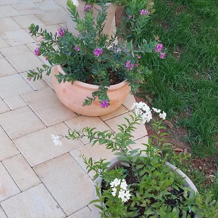 Lavanda