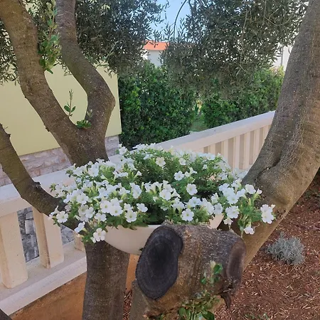 Lavanda Vodice