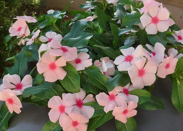 Lavanda * Βόντιτσε